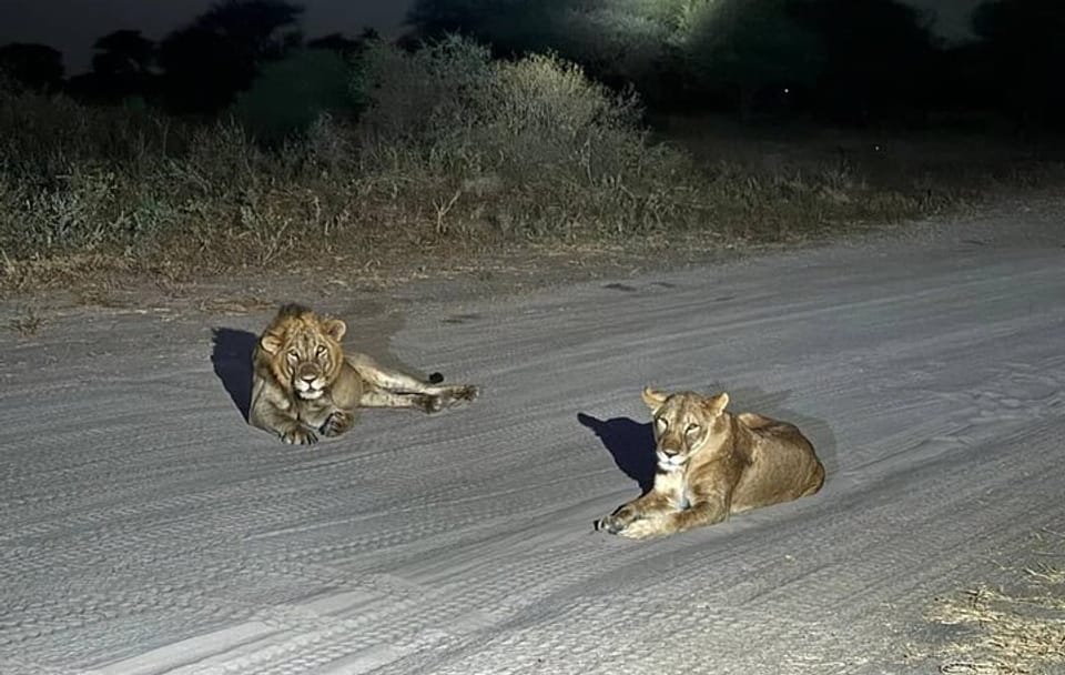 Night Game Drive at Nairobi National Park