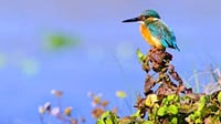Discover of the Nature in Sri Lanka (07 nights & 08 days) 2