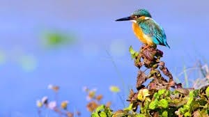 Discover of the Nature in Sri Lanka (07 nights & 08 days) photo 2