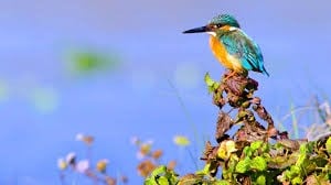 Discover of the Nature in Sri Lanka (07 nights & 08 days) 2