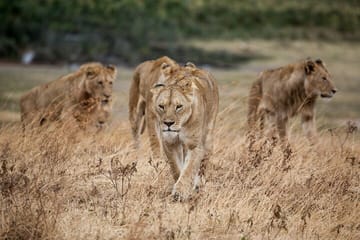 4 Days 3 Nights Lake Manyara Serengeti and Ngorongoro Safari
