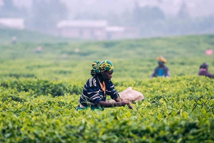 4 Days Essence Of Sri Lanka