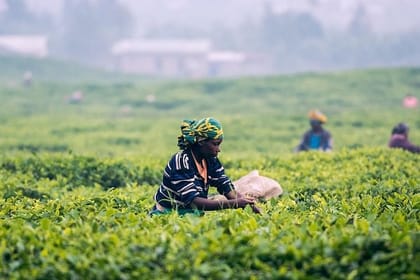 4 Days Essence Of Sri Lanka