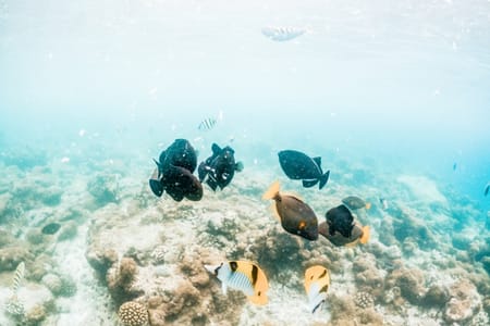 Snorkeling Adventure at Tiran Island: Explore Coral Reefs & Shipwrecks