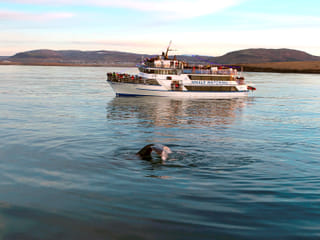 Whale Watching, photo 13