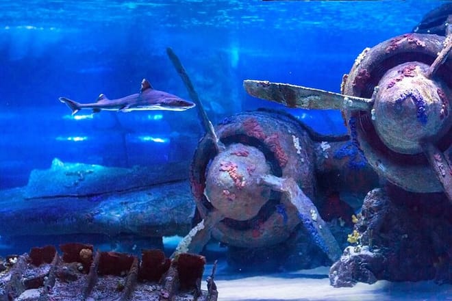 Side: Antalya Aquarium Ticket With Optional Transfer 4