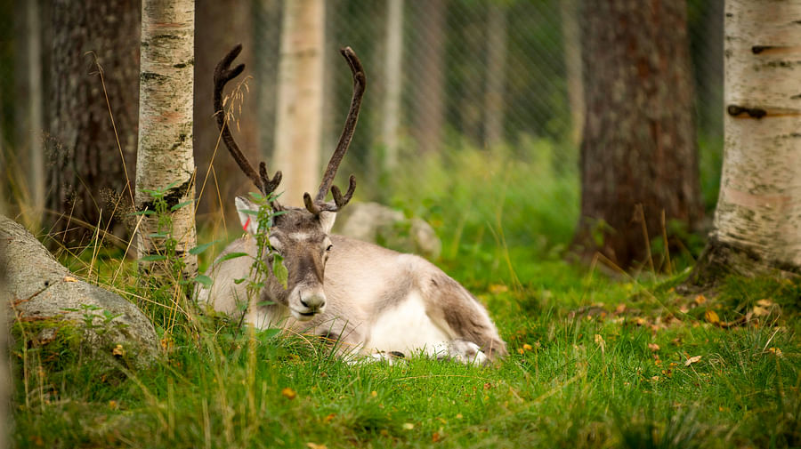 Ranua Wildlife Park offers to see around 50 different species of Arctic animals