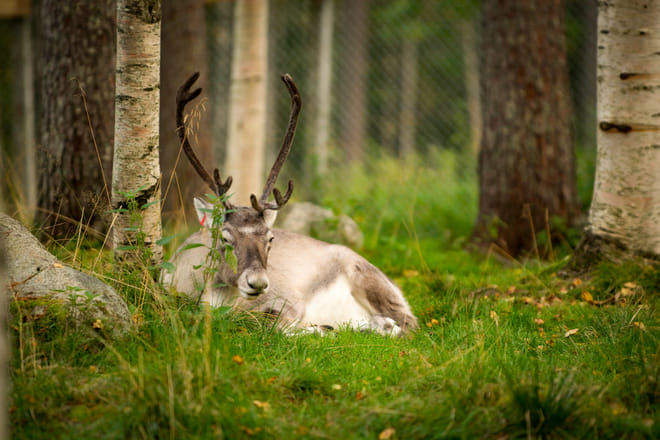 Ranua Wildlife Park offers to see around 50 different species of Arctic animals