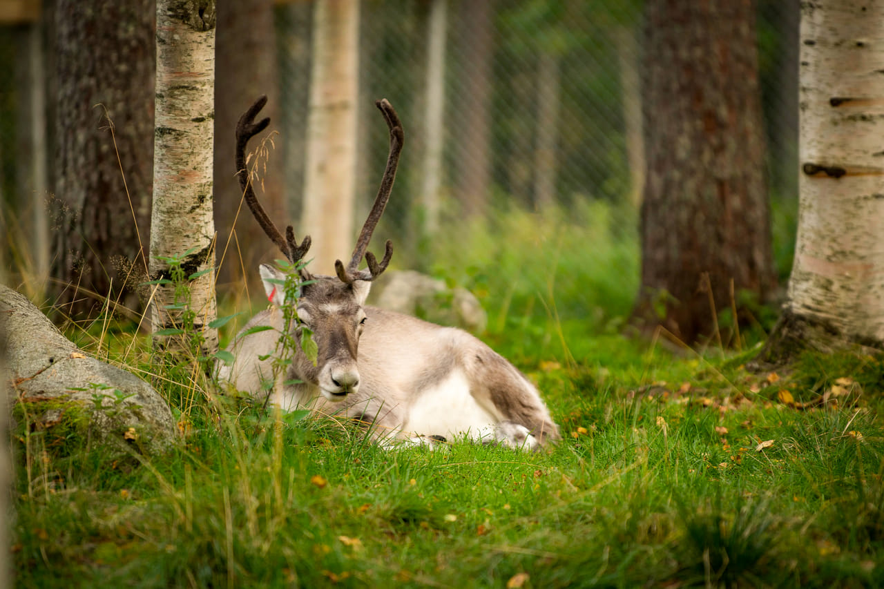 Ranua Wildlife Park offers to see around 50 different species of Arctic animals