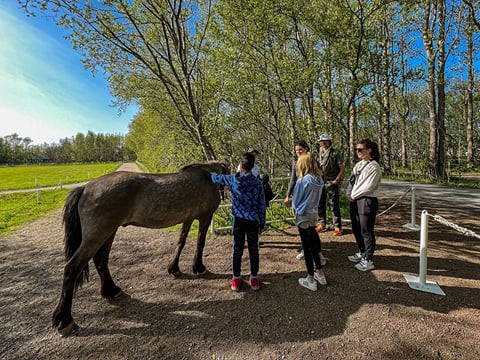 Golden Circle and Lunch at Fridheimar Tomato Farm - with photos, photo 6