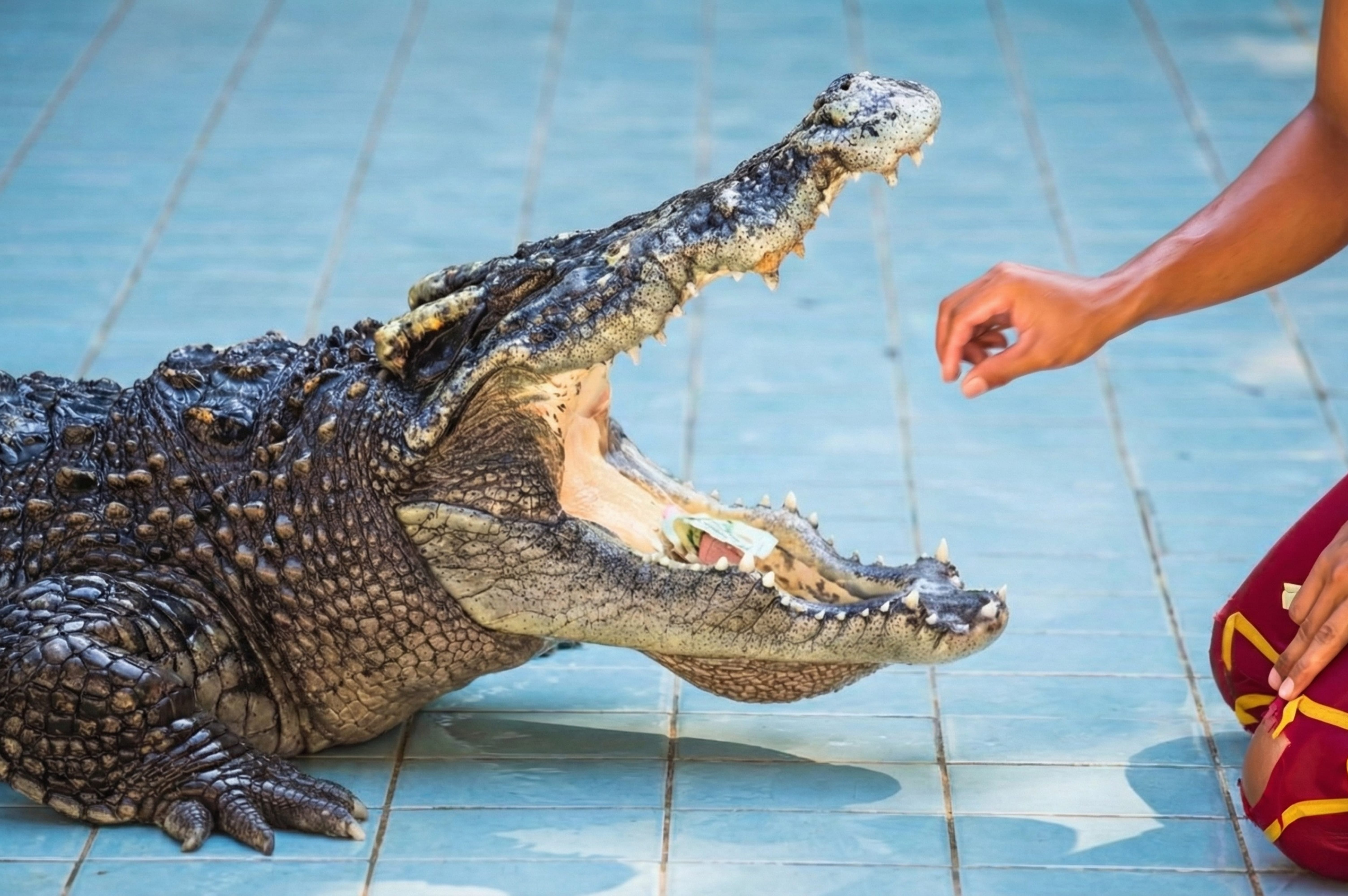 A show handler kneeling beside a crocodile with its jaws wide open, showcasing a specific trick during the live performance.