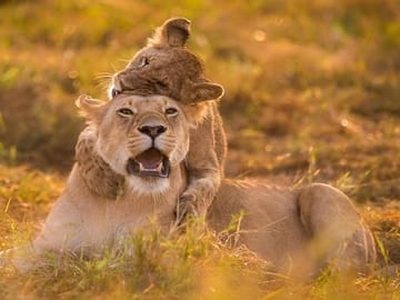 2 Days Masai Mara Group Safari in 4WD Jeep From Nairobi