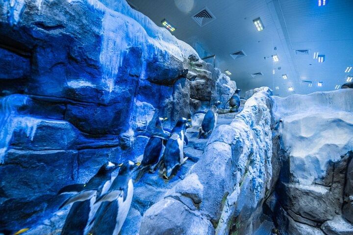 Dubai Aquarium with Various Animal Encounter and Access Options