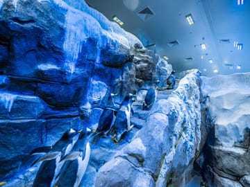 Dubai Aquarium & Underwater Zoo
