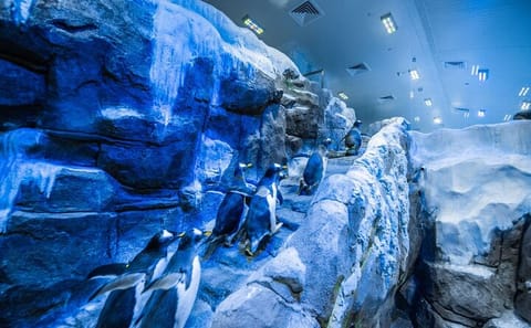 Dubai Aquarium Admission with Animal Encounters Options