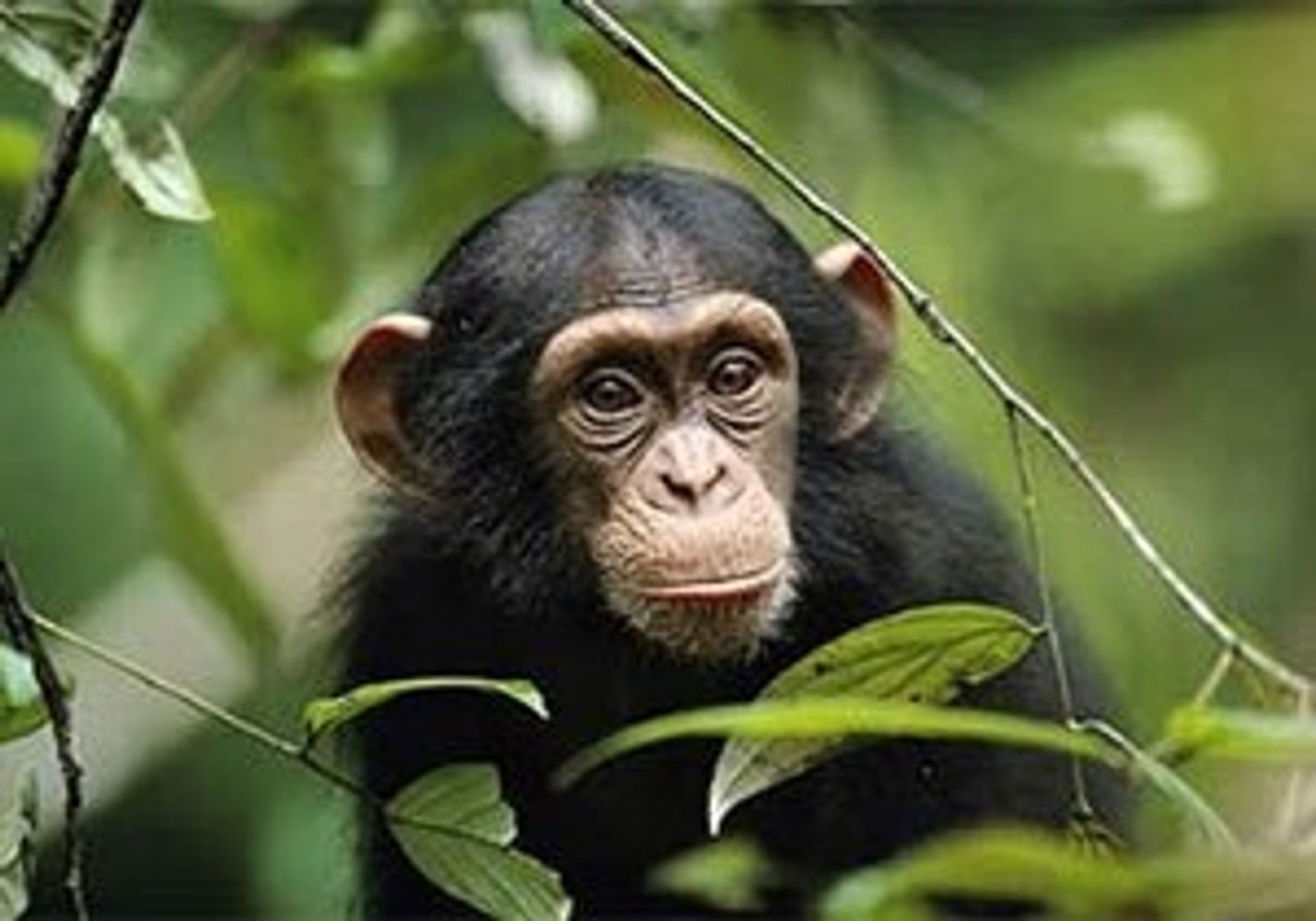 Chimpanzee in Forest