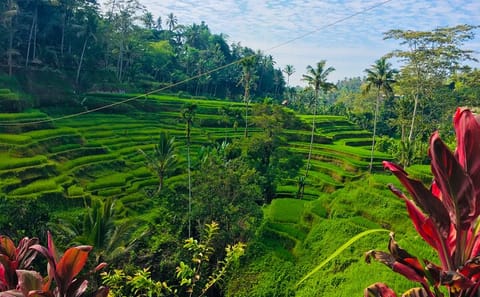 Private Full-Day Cultural Tour of Ubud and Tampaksiring