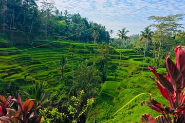 Private Full-Day Cultural Tour of Ubud and Tampaksiring