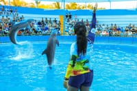 Encuentro con Delfines + Parque Acuático en Puerto Vallarta 9