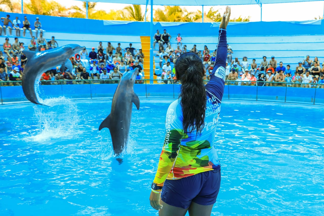 Encuentro con Delfines + Parque Acuático en Puerto Vallarta 9