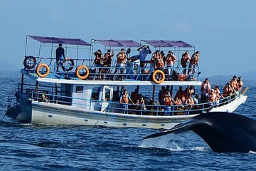 Mirissa Whale Watching Tour From Hikkaduwa