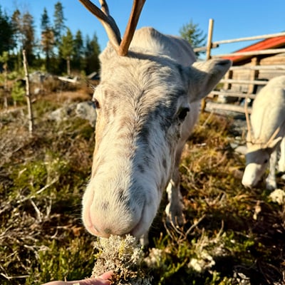 Visit a Real Reindeer Farm - Image 7