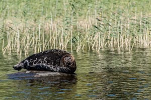 Saimaa Ringed Seal Watching Safari in Linnansaari National Park
