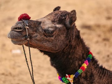 Private Desert Safari in Dubai with BBQ Dinner Experience