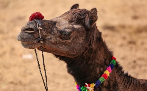 Private Desert Safari in Dubai with BBQ Dinner Experience
