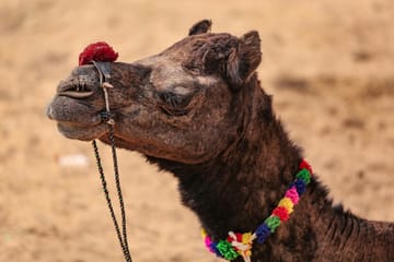 Private Desert Safari in Dubai with BBQ Dinner Experience