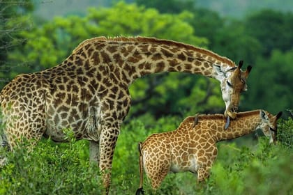 Karen Blixen, Giraffe ,Beads and Bomas cultural dance show