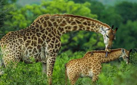 Karen Blixen and Giraffe Centre Cultural Experience in Nairobi