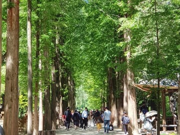 Cultural Day Tour to Nami Island and Petite France