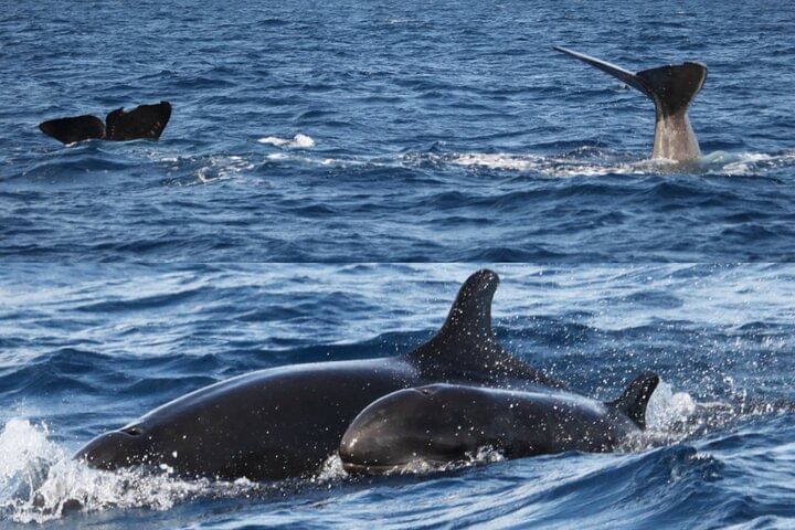 whale dolphins watching tour madeira funchal