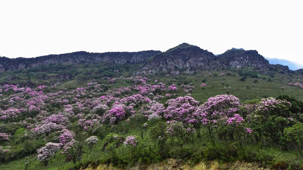Jiaozi Moutain Alpine rhododendrons