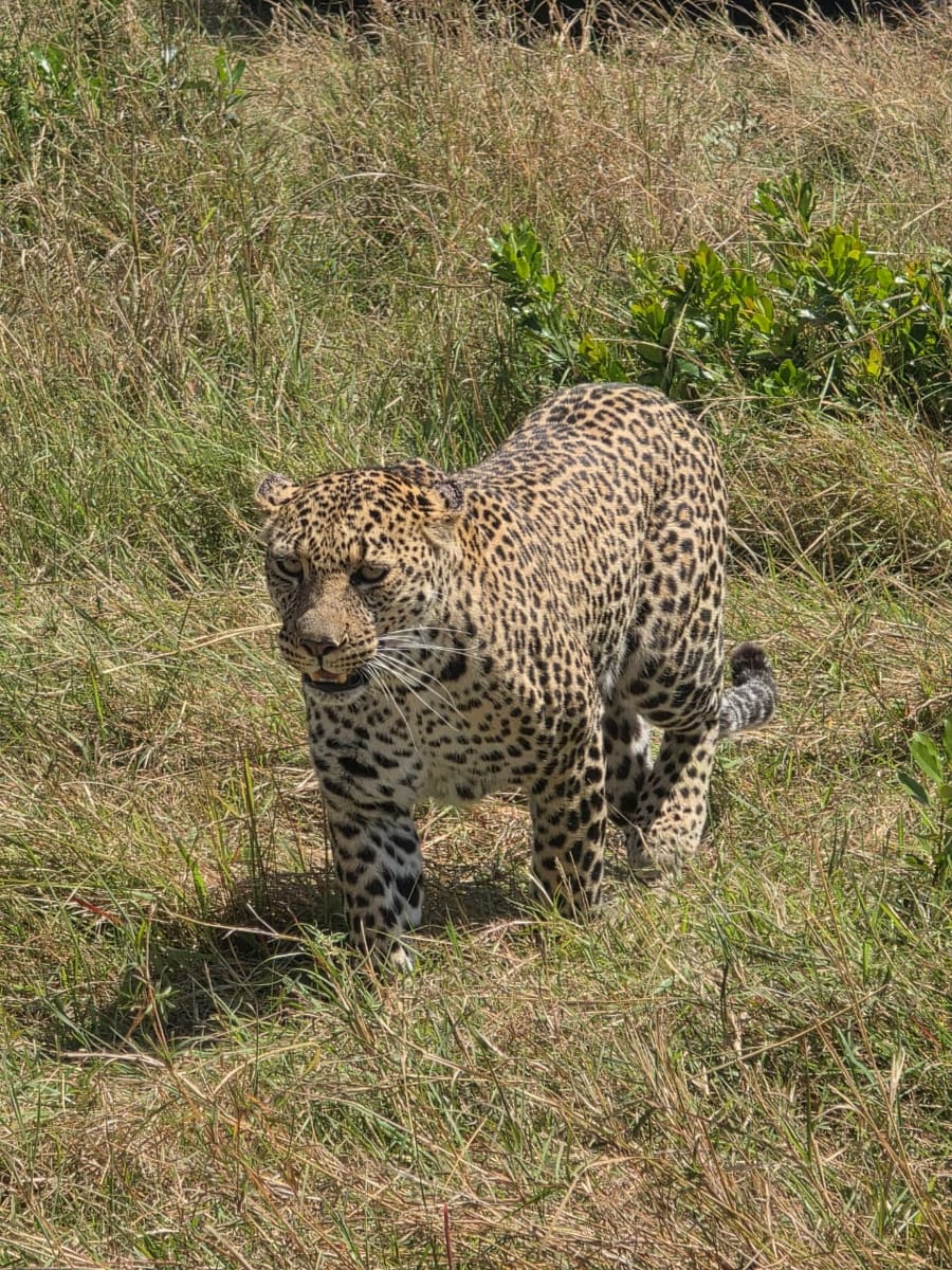 3 Days 2 Nights Maasai Mara Group Safari by 4WD From Nairobi