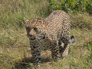 3 days 2 nights Masaai Mara Budget safari In 4WD