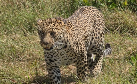 3 days 2 nights Masaai Mara Budget safari In 4WD