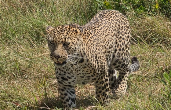 3 days 2 nights Masaai Mara Budget safari In 4WD