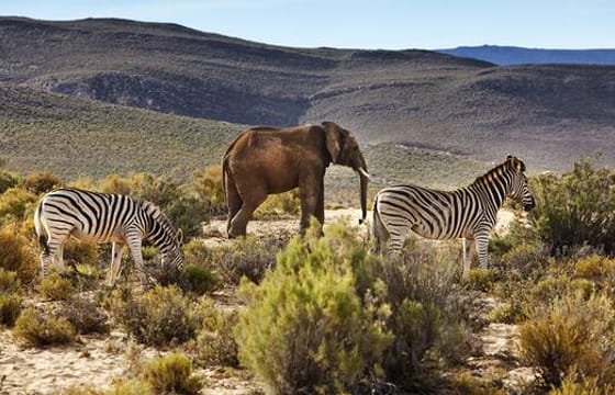 Cape Town: Aquila Reserve safari with lunch & wine tasting