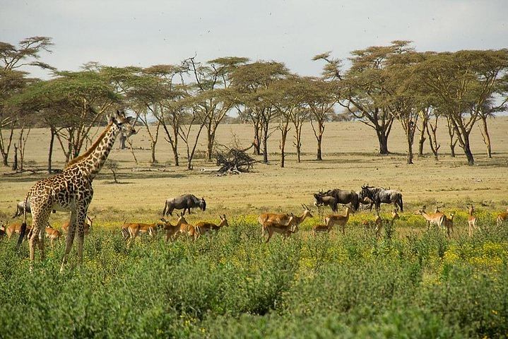 Crescent Island Walking Safari and Boat Tour from Nairobi