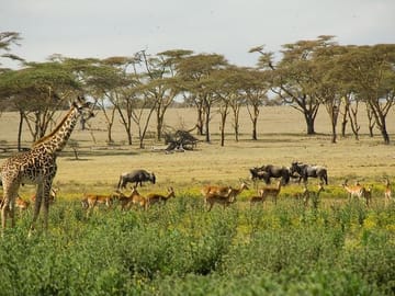 Crescent Island Wildlife Tour from Nairobi to Lake Naivasha