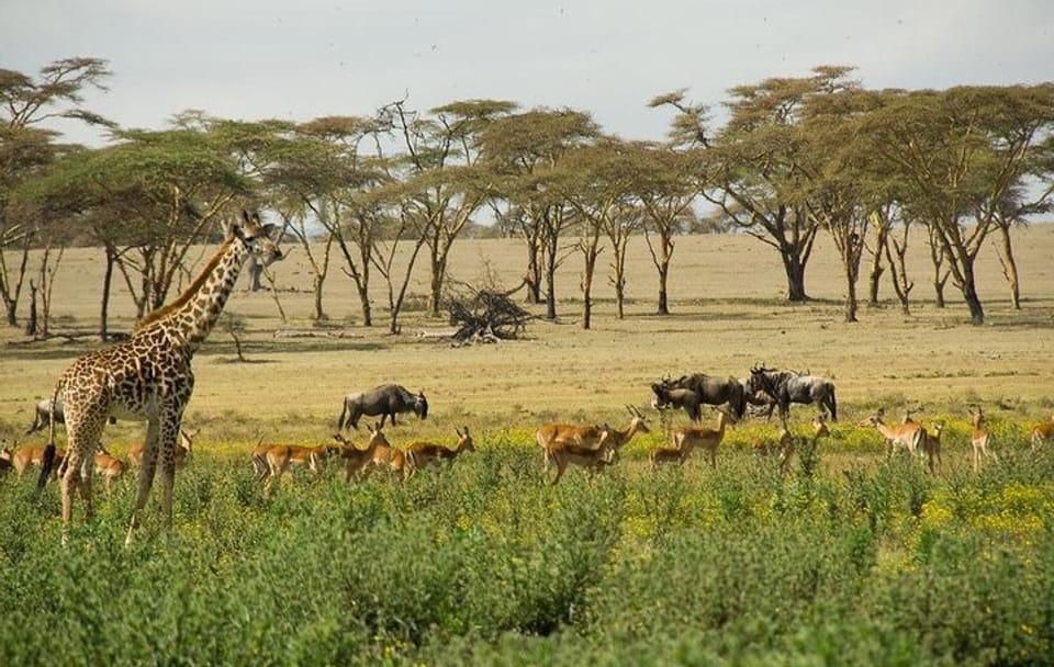 Crescent Island Wildlife Tour from Nairobi to Lake Naivasha