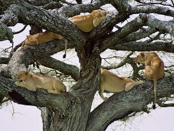 3 days Maasai Mara Guided Safari from Nairobi