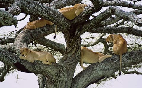 Three-Day Guided Safari in Maasai Mara from Nairobi