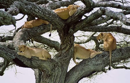 Three-Day Guided Safari in Maasai Mara from Nairobi