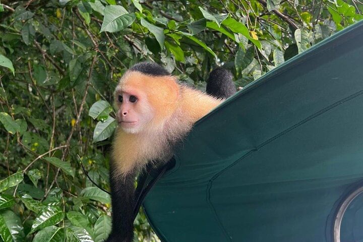 Mono capuchino de cara blanca en la selva tropical durante el recorrido ecológico por el lago Gatún