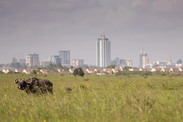 Nairobi National Park Game Drive Tour With Transfer