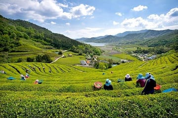 5 Day Private from Busan to Seoul,Gyeongju,Tongyeong, Boseong Green Tea Field