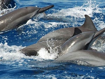 Whale and Dolphin Watching Tour in Mirissa, Sri Lanka